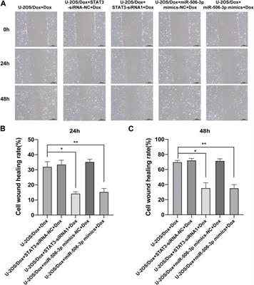 Overexpression of miR-506-3p reversed doxorubicin resistance in drug-resistant osteosarcoma cells